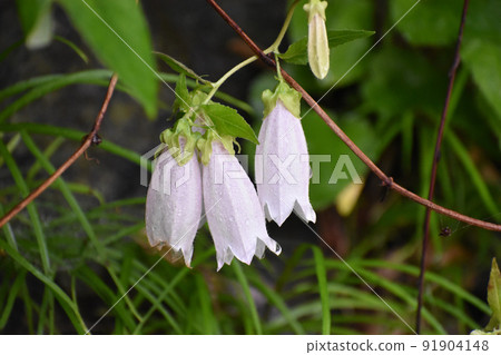 螢火蟲刷在雨中 螢火蟲刷在雨中 91904148