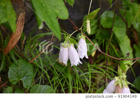 Firefly brush in the rain 91904149