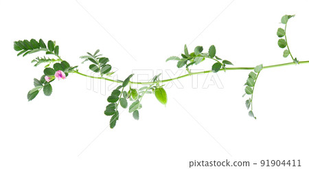 Green chickpeas branch isolated on white background. Chickpea in the pod and flowers. 91904411