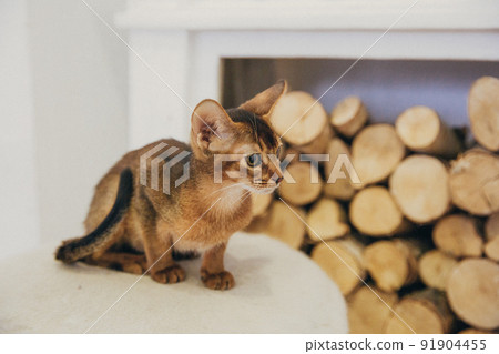 Abyssinian kitten, white wall background. Young beautiful purebred red short haired kitty. Small cute pets at cozy home. Top view banner. Funny adorable cats. Postcard concept. Close up, copy space. Abyssinian kitten, white wall background. Young beautiful purebred red short haired kitty. Small cute pets at cozy home. Top view banner. Funny adorable cats. Postcard concept. Close up, copy space. 91904455