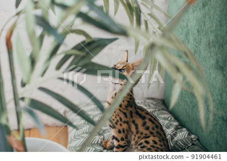 Serval wild cat at home interior. African spotted kitten. Yellow golden fur with black dot and big fluffy ears. Cute savannah cat. Funny adorable pets at cozy home. Postcard concept. 91904461