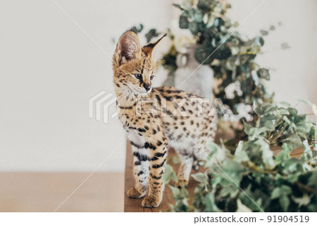 Serval wild cat at home interior. African spotted kitten. Yellow golden fur with black dot and big fluffy ears. Cute savannah cat. Funny adorable pets at cozy home. Postcard concept. 91904519