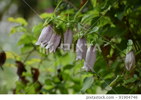 Campanula blooming in early summer 91904746