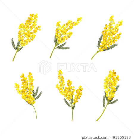 Silver Wattle or Mimosa with Bipinnate Leaves and Yellow Racemose Inflorescences Vector Set 91905153