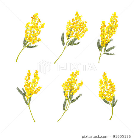 Silver Wattle or Mimosa with Bipinnate Leaves and Yellow Racemose Inflorescences Vector Set 91905156