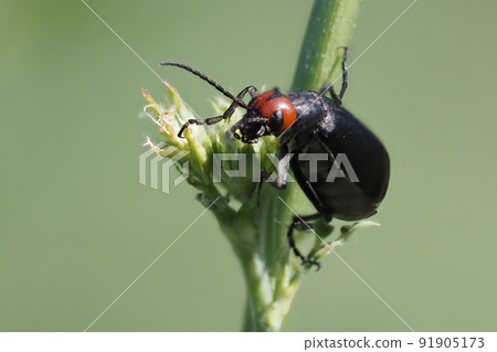 Graphosoma italicum bug beetle insect macro on plant Graphosoma italicum bug beetle insect macro on plant 91905173
