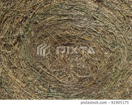 harvested hay ball in the field in summer season harvested hay ball in the field in summer season 91905175