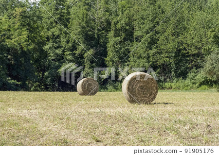 harvested hay ball in the field in summer season harvested hay ball in the field in summer season 91905176