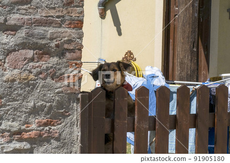 guard dog defending home from fence 91905180