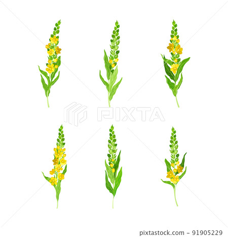 Mullein with Dense Rosette of Leaves and Tall Flowering Stem Vector Set 91905229