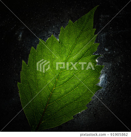 A luminous green leaf against a black background. Fresh maiden grape leaf lying on a wet surface. Texture of the leaf of the plant. Close-up. 91905862