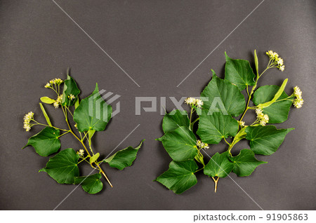 Folk medicine concept. Branches of a linden tree against a black background. Flowering branch of a linden tree. Medicinal plants. Selective focus. 91905863