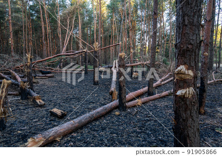 Broken trees in woods after bombing or artillery fire. Rottweiler and red dog of mixed breed strolling through burned forest. Walking with pets after being shelled by the Russian army. War in Ukraine Broken trees in woods after bombing or artillery fire. Rottweiler and red dog of mixed breed strolling through burned forest. Walking with pets after being shelled by the Russian army. War in Ukraine 91905866