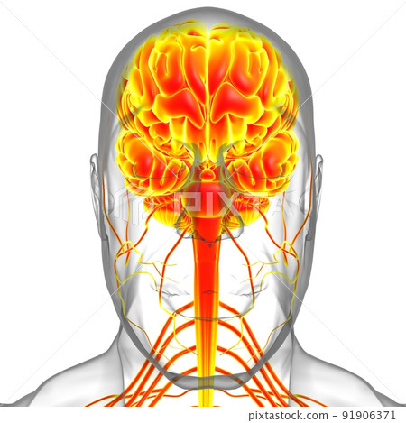 Human Brain Anatomy For Medical Concept 3D 91906371