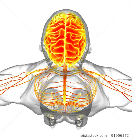 Human Brain Anatomy For Medical Concept 3D Human Brain Anatomy For Medical Concept 3D 91906372
