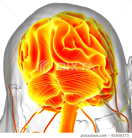 Human Brain Anatomy For Medical Concept 3D Human Brain Anatomy For Medical Concept 3D 91906373