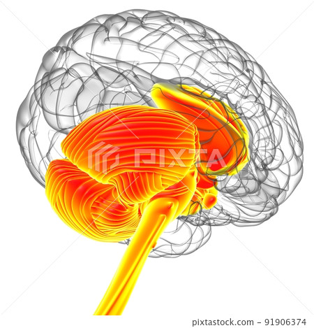 Human Brain inner parts Anatomy For Medical Concept 3D Rendering Human Brain inner parts Anatomy For Medical Concept 3D Rendering 91906374