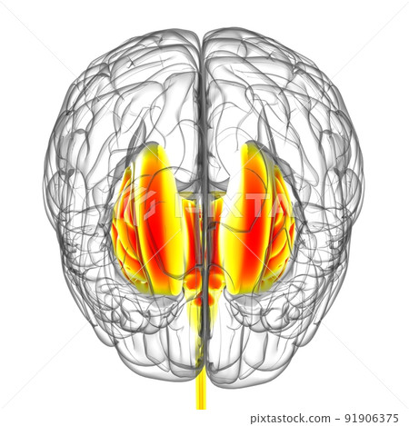 Human Brain inner parts Anatomy For Medical Concept 3D Rendering Human Brain inner parts Anatomy For Medical Concept 3D Rendering 91906375