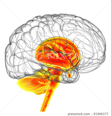 Human Brain inner parts Anatomy For Medical Concept 3D Rendering Human Brain inner parts Anatomy For Medical Concept 3D Rendering 91906377
