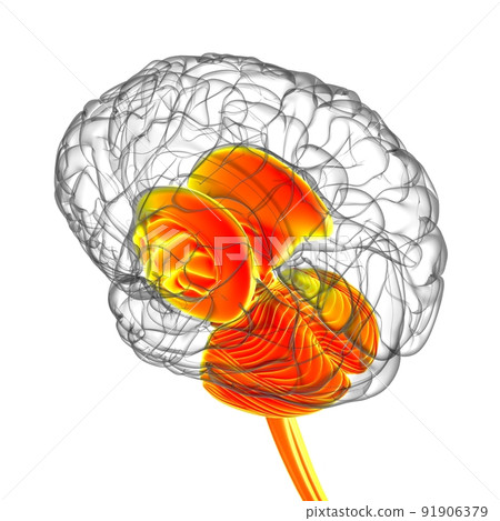 Human Brain inner parts Anatomy For Medical Concept 3D Illustration Human Brain inner parts Anatomy For Medical Concept 3D Illustration 91906379