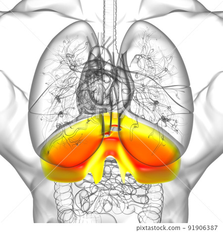 Diaphragm Human Respiratory System Anatomy For Medical Concept 3D Rendering Diaphragm Human Respiratory System Anatomy For Medical Concept 3D Rendering 91906387