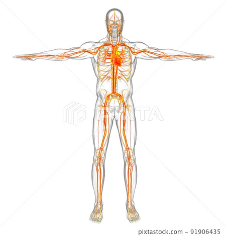 Human Heart With Circulatory System Anatomy For Medical Concept 3D Human Heart With Circulatory System Anatomy For Medical Concept 3D 91906435