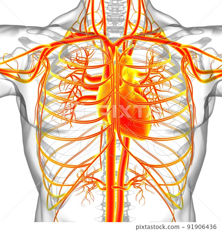 Human Heart With Circulatory System Anatomy For Medical Concept 3D Human Heart With Circulatory System Anatomy For Medical Concept 3D 91906436