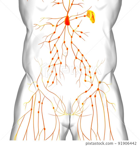 Human Lymph Nodes Anatomy For Medical Concept 3D Rendering 91906442