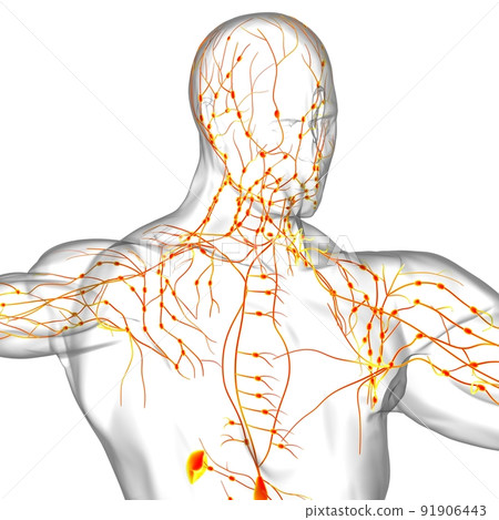 Human Lymph Nodes Anatomy For Medical Concept 3D Rendering 91906443