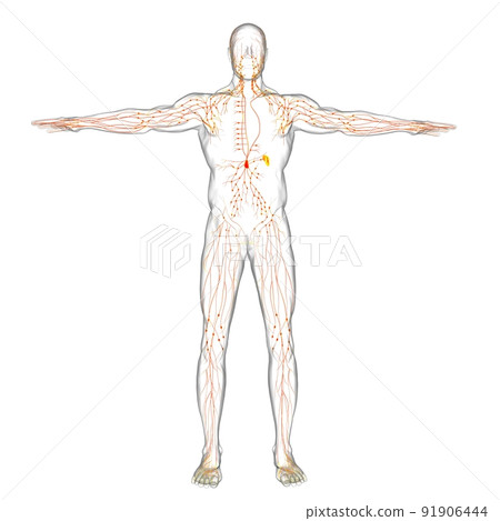 Human Lymph Nodes Anatomy For Medical Concept 3D Rendering Human Lymph Nodes Anatomy For Medical Concept 3D Rendering 91906444