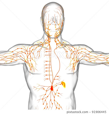 Human Lymph Nodes Anatomy For Medical Concept 3D Rendering Human Lymph Nodes Anatomy For Medical Concept 3D Rendering 91906445