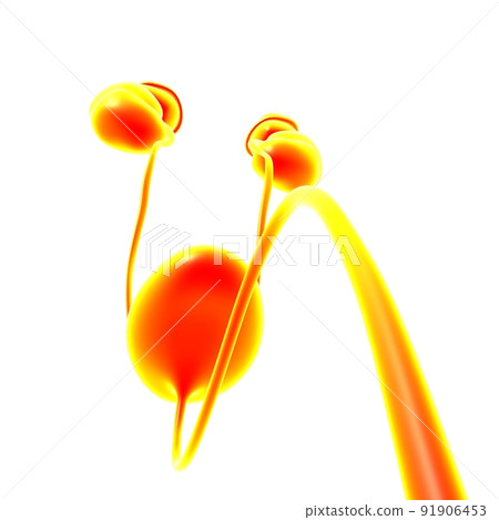 Human Urinary System Kidneys with Bladder Anatomy For Medical Concept 3D Rendering Human Urinary System Kidneys with Bladder Anatomy For Medical Concept 3D Rendering 91906453