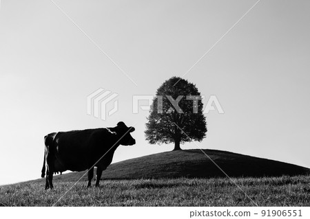 Monochrome silhouette of a swiss cow on a grass with tree on a background shot in Zug, Switzerland. Monochrome silhouette of a swiss cow on a grass with tree on a background shot in Zug, Switzerland. 91906551