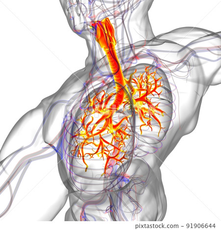 Lungs Human Respiratory System Anatomy For Medical Concept 3D Rendering Lungs Human Respiratory System Anatomy For Medical Concept 3D Rendering 91906644