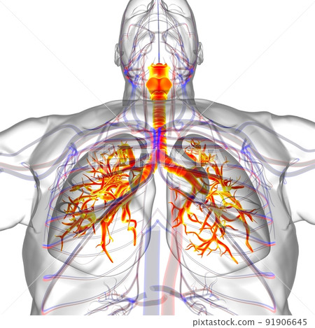 Lungs Human Respiratory System Anatomy For Medical Concept 3D Rendering Lungs Human Respiratory System Anatomy For Medical Concept 3D Rendering 91906645