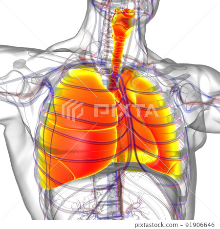 Lungs Human Respiratory System Anatomy For Medical Concept 3D Rendering Lungs Human Respiratory System Anatomy For Medical Concept 3D Rendering 91906646