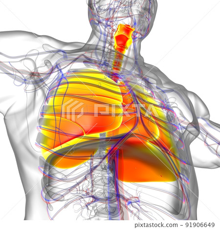 Lungs Human Respiratory System Anatomy For Medical Concept 3D Rendering 91906649