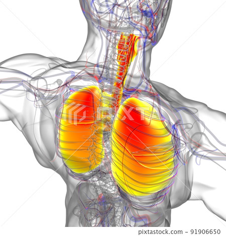 Lungs Human Respiratory System Anatomy For Medical Concept 3D Rendering Lungs Human Respiratory System Anatomy For Medical Concept 3D Rendering 91906650