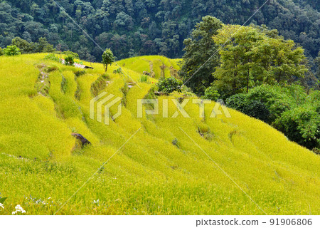 Rice field ready for harvesting in Nepal Rice field ready for harvesting in Nepal 91906806