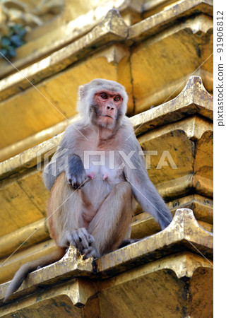 Monkey on a temple. Swayambhunath, Nepal 91906812
