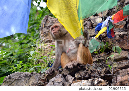 Monkey playing with Buddhist prayer flag 91906813