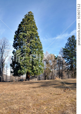 Giant sequoia in an arboretum 91907312