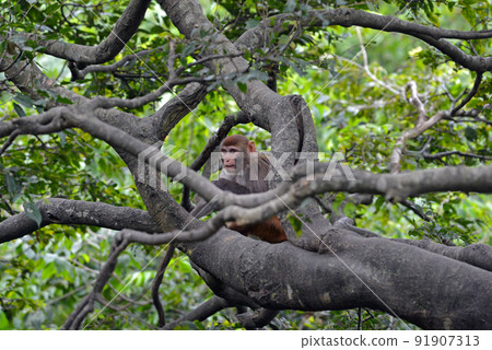 Baby monkey 91907313