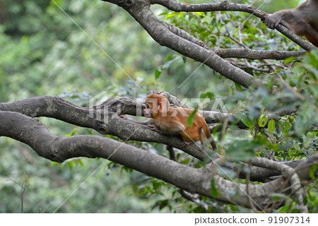Baby monkey 91907314