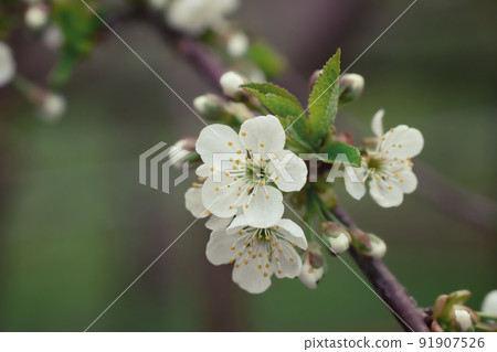 Flowering of a pear tree on a spring day 91907526