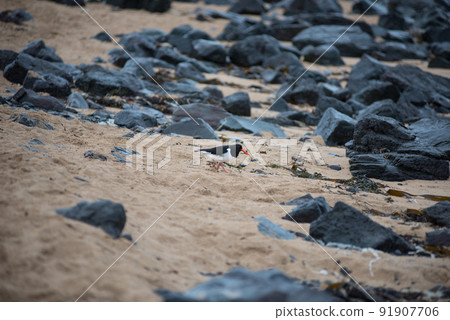 Eurasian oystercatcher (Haematopus ostralegus) bird, tjaldur in Iceland Eurasian oystercatcher (Haematopus ostralegus) bird, tjaldur in Iceland 91907706
