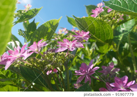 Gaku Hydrangea: Dance Party Red Flower [Green Background] 91907779