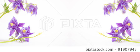 flower frame of fresh purple flowers on a white background. Festive flower frame of fresh purple flowers on a white background. Festive 91907945