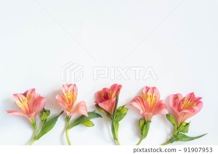 Festive summer background. Floral bottom border. Five flowers of Festive summer background. Floral bottom border. Five flowers of 91907953