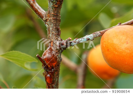 Gummosis, formation of a sticky substance on the surface of the apricot tree trunk. Gummosis, formation of a sticky substance on the surface of the apricot tree trunk. 91908654